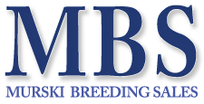 Murski-Breeding Sales